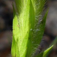 Crossandra infundibuliformis subsp. arida L.H.Cramer